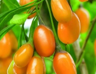 GOLDEN GOJI (Lycium chinense), kont.