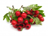 HLOH JEDNOSEMENNÝ (Crataegus monogyna)