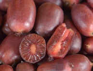 SCARLET SEPTEMBER KIWI® (A.arguta)
