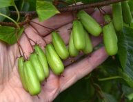 CHANG BAI GIANT (A.arguta)