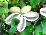 ALBA (A.quinata)