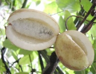 VARIEGATA (A.quinata)