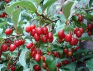 POINTILLA® AMOROSO® (Elaeagnus umbellata)