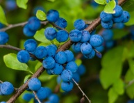 TRNKA (P.spinosa)