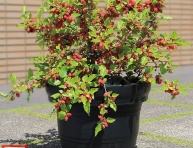 CARMINE JEWELL (P.fruticosa x P.cerasus), P13
