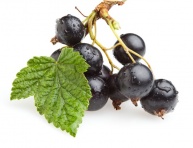 FRAMBERRY "RED DREAM", kont.