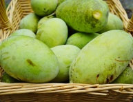 PAW PAW "SIBLEY", kont.