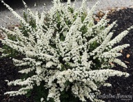SPIRAEA NIPPONICA "SNOWMOUND", P13