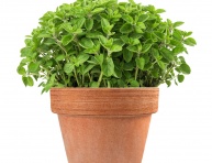 ORIGANUM MAJORANA, P14