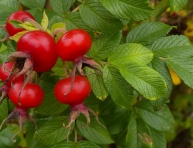 RUŽA VRÁSKAVÁ (Rosa  rugosa)