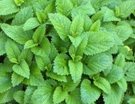 MENTHA PIPERITA, P14