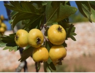 Metodika ozdravovania a získavania odvírených základných rastlín odrôd jabloní, hrušiek a čerešní pre systém certifikácie pomocou in vitro kultúr, che
