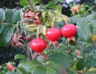 RUŽA VRÁSKAVÁ (Rosa  rugosa)