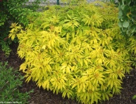 SUTHERLAND GOLD