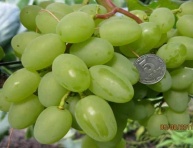 PAMJATI NEBESKOJ SOTNI, kont.