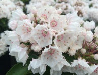 KALMIA "ZEBULON", kont.