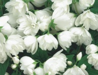 KALMIA "KALEIDOSCOPE", kont.