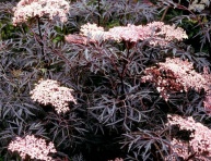 BLACK LACE, K 2,5