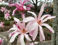 MAGNOLIA STELLATA "ROSEA", K2,5