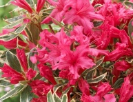 AZALEA JAPONICA "SILVER SWORD", K2,5