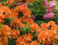 AZALEA "GIBRALTAR", C5