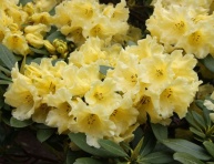 RHODODENDRON "HOTEI", C4