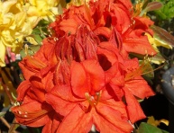AZALEA "PARKFEUER", C4