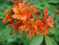 AZALEA "HOTSPUR RED", C4