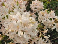 AZALEA "WHITE LIGHTS", C4