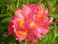 AZALEA "JUANITA", C4