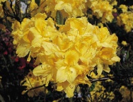 AZALEA "LIMETTA", C4