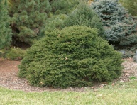 PICEA GLAUCA "TABULIFORMIS", C3