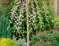 SALIX CAPREA "PENDULA", C2