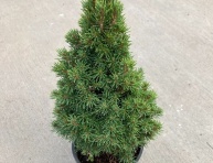 PICEA GLAUCA "JEANS DILLY", C3