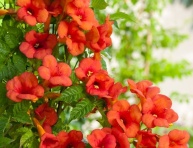 CAMPSIS TAGLIABUANA "MADAME GALEN", K3