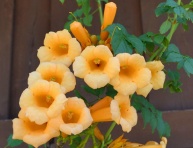CAMPSIS RADICANS "FLAVA", K3