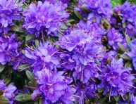 RHODODENDRON IMPEDITUM "AZURIKA", K2,5