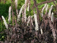 ACTAEA "BLACK NEGLIGEE", C2