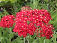 ACHILLEA MILLEFOLIUM "PAPRIKA", C2