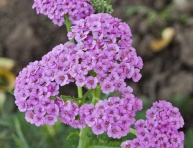 ACHILLEA MILLEFOLIUM "APPLEBLOSSOM", C2