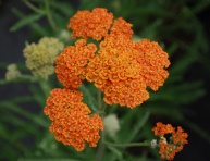 ACHILLEA MILLEFOLIUM "TERRACOTA", C2