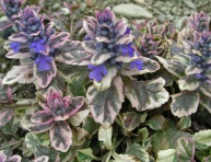 AJUGA "BURGUNDY GLOW", C1,5