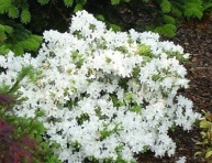 AZALEA JAPONICA "PLEASANT WHITE", C2