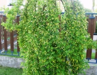 CARAGANA ARBORESCENS "PENDULA", C5