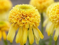 ECHINACEA "LEMON DROP", C2