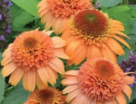 ECHINACEA "SUPREME CANTALOUPE", C2