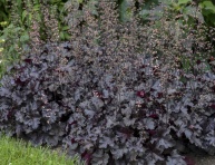 HEUCHERA "BLACK PEARL", C2