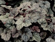 HEUCHERA "SILVER SCROLLS", C2