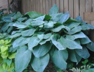 HOSTA "BIG DADDY", C2