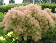 COTINUS COGGYGRIA "YOUNG LADY", C2